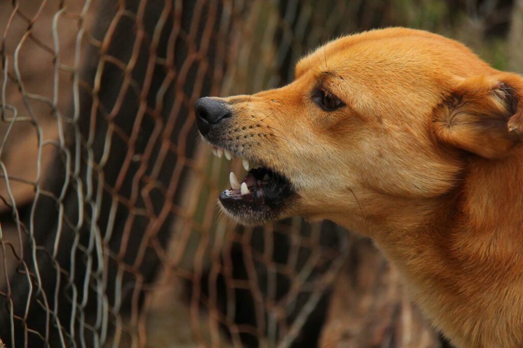 Dangerous Dog Bites Nevada Injury